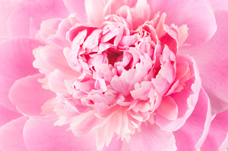 peony